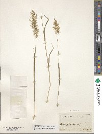 Trisetum flavescens image