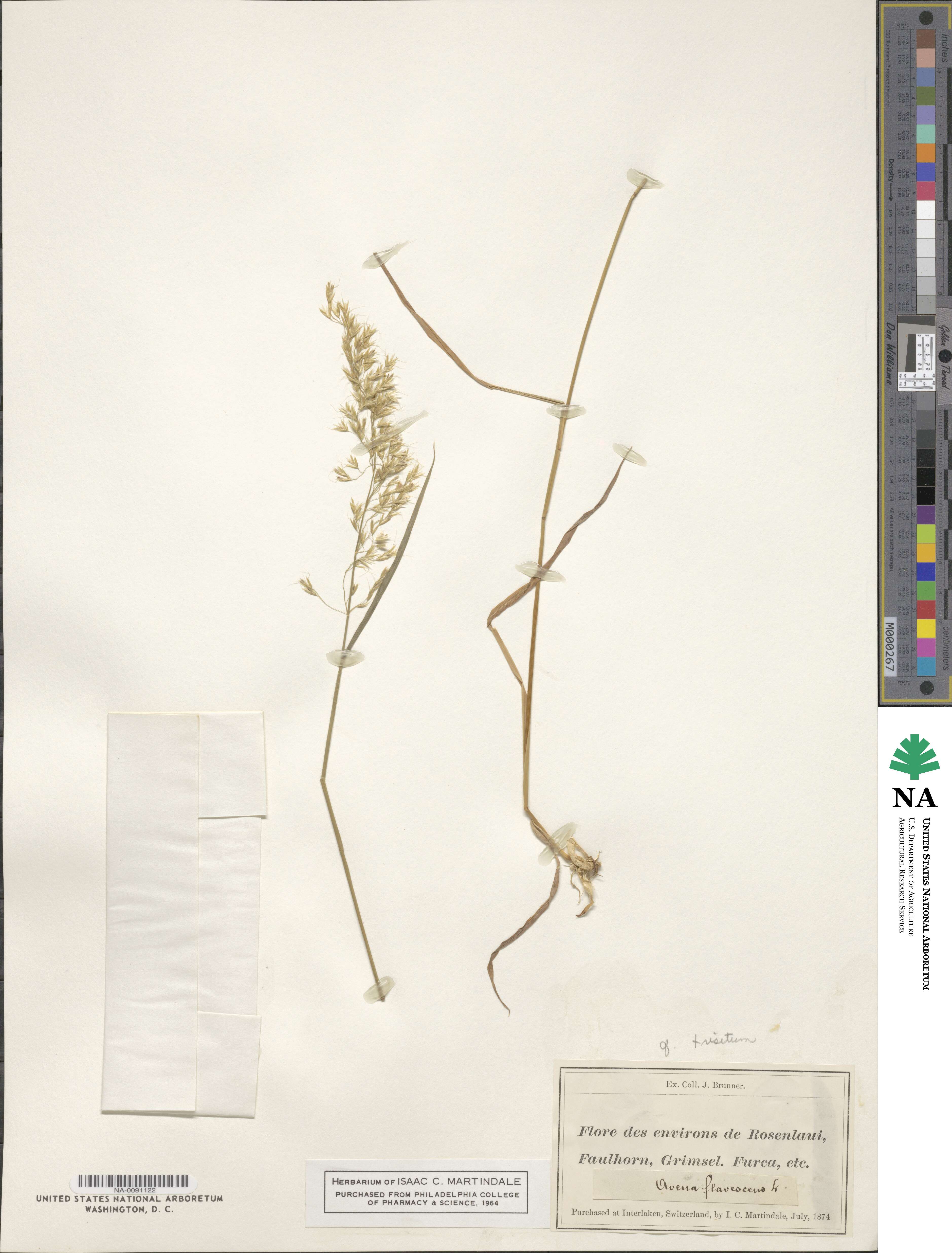 Trisetum image