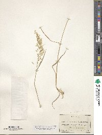 Trisetum flavescens image