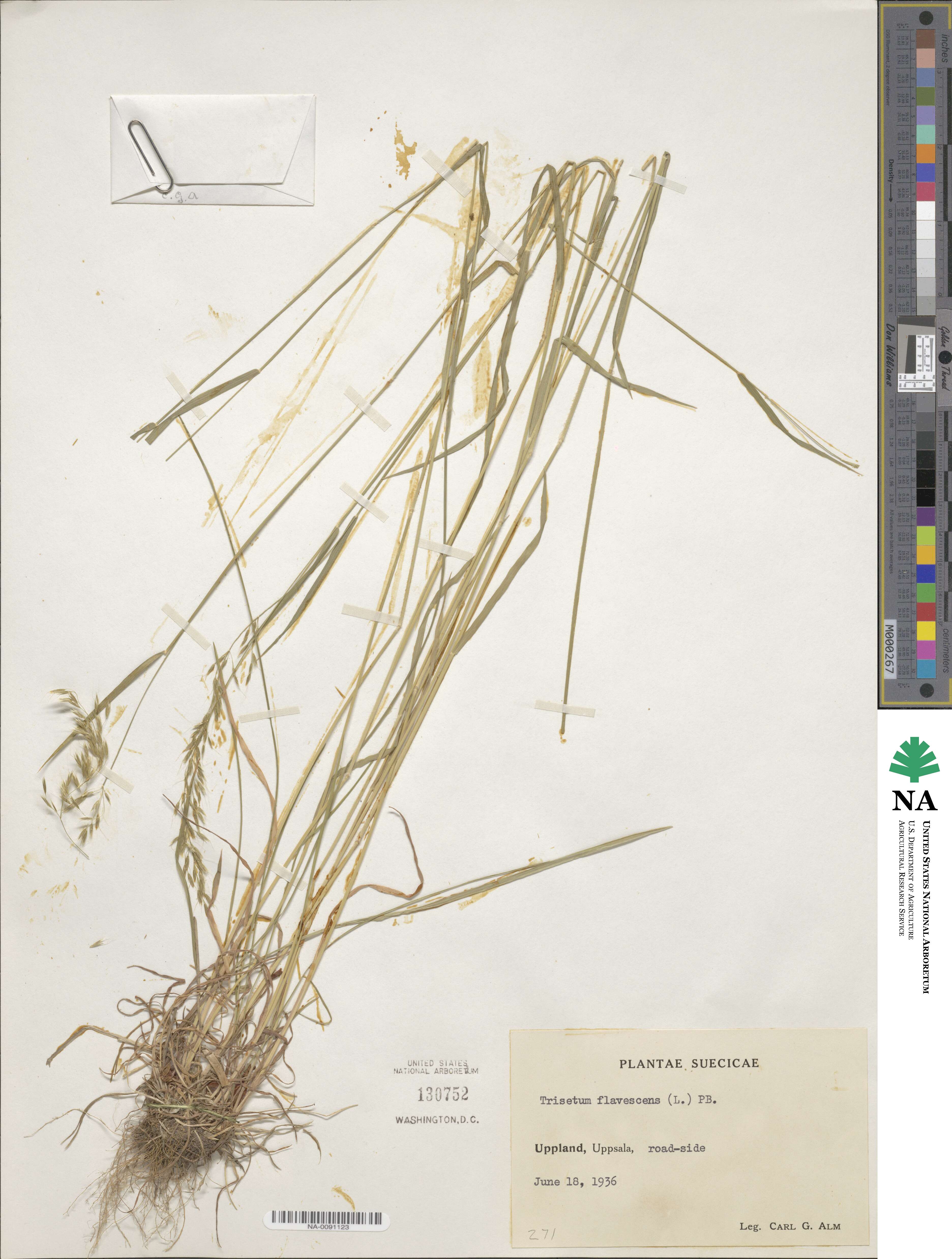 Trisetum flavescens image