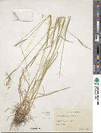 Trisetum flavescens image