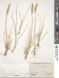 Image of Trisetum hispidum