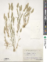 Trisetaria panicea image