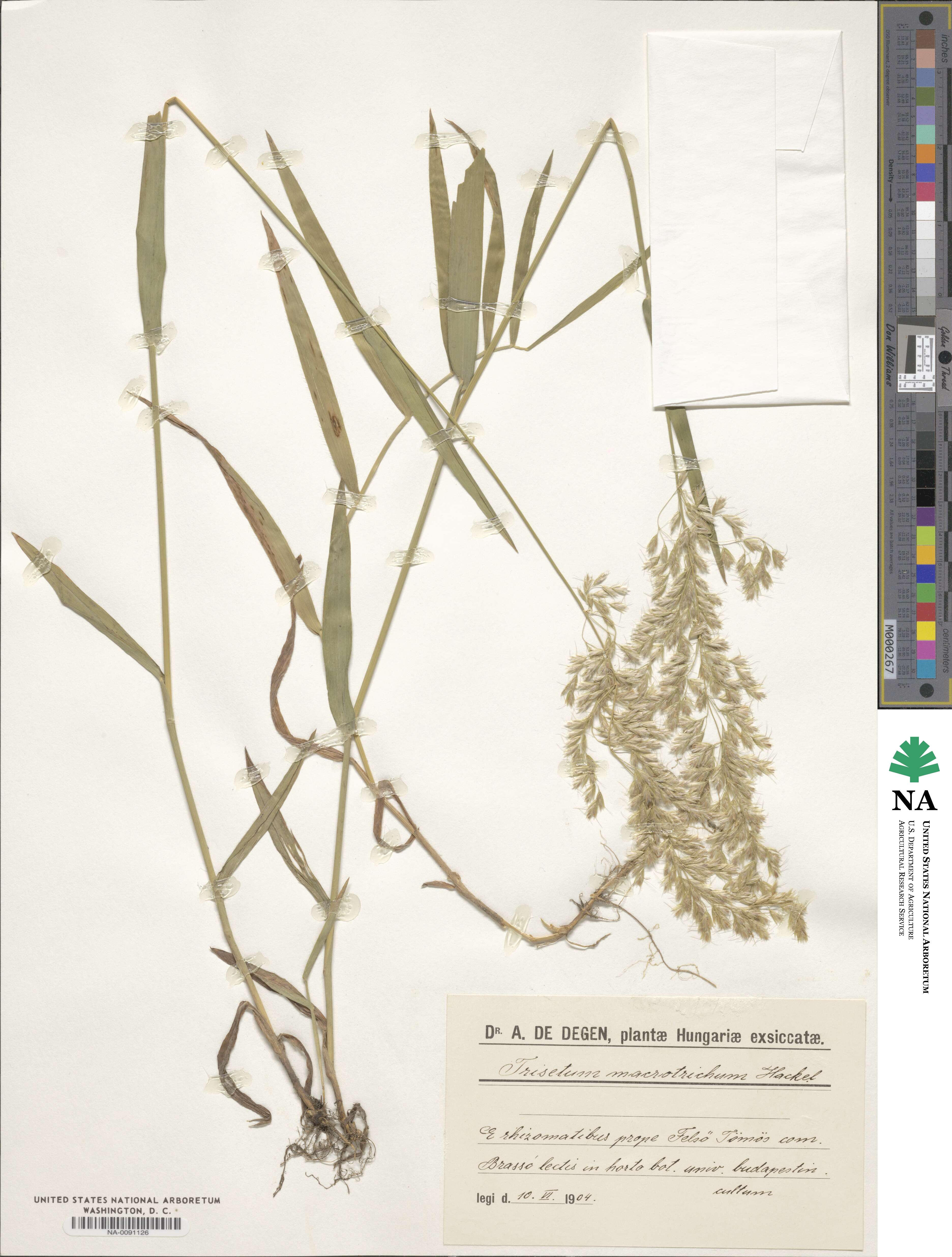 Trisetum macrotrichum image