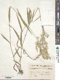 Image of Trisetum macrotrichum