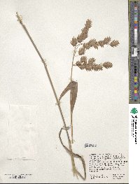 Chasmanthium latifolium image