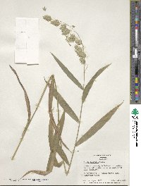 Chasmanthium latifolium image