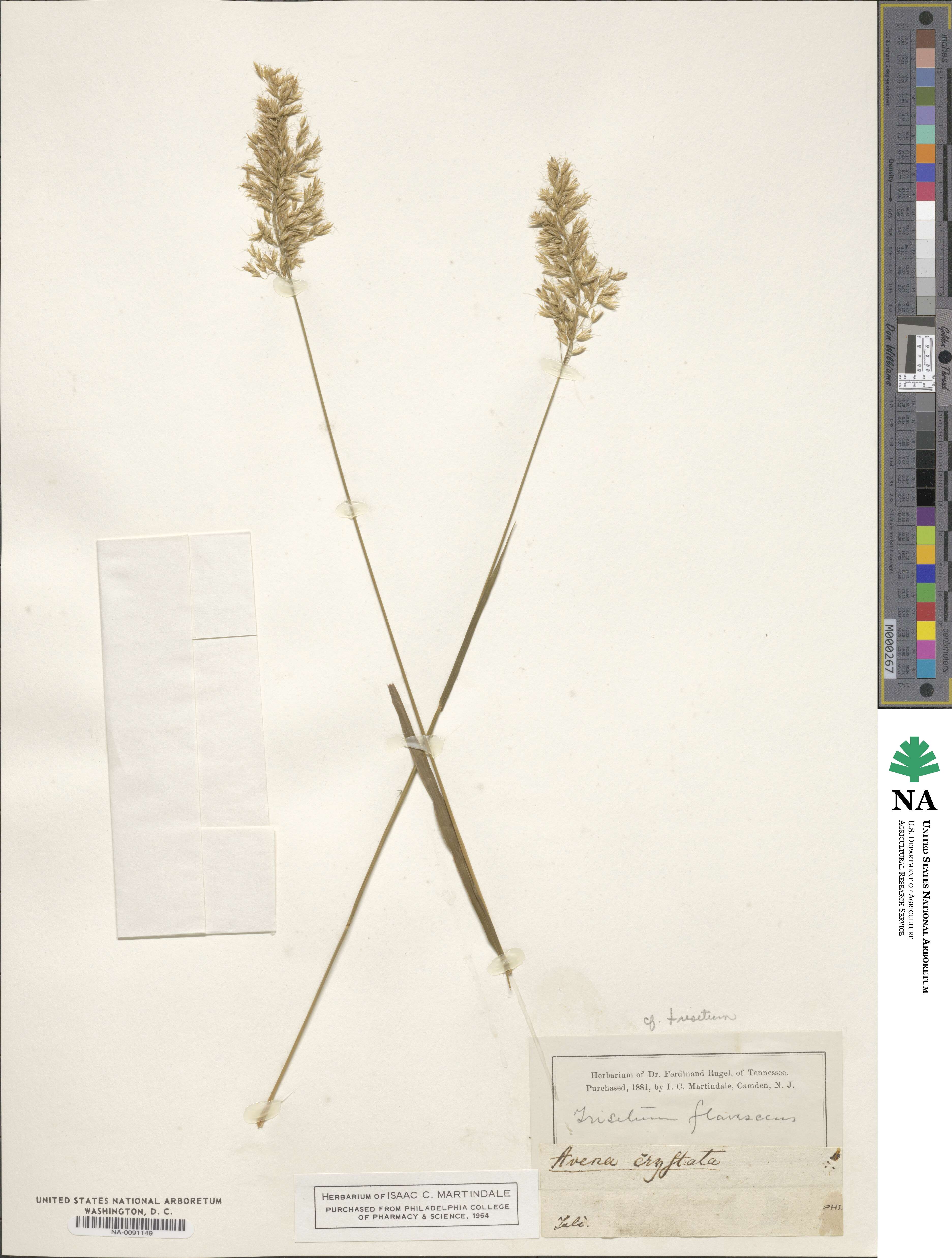 Trisetum image