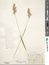 Trisetum flavescens image