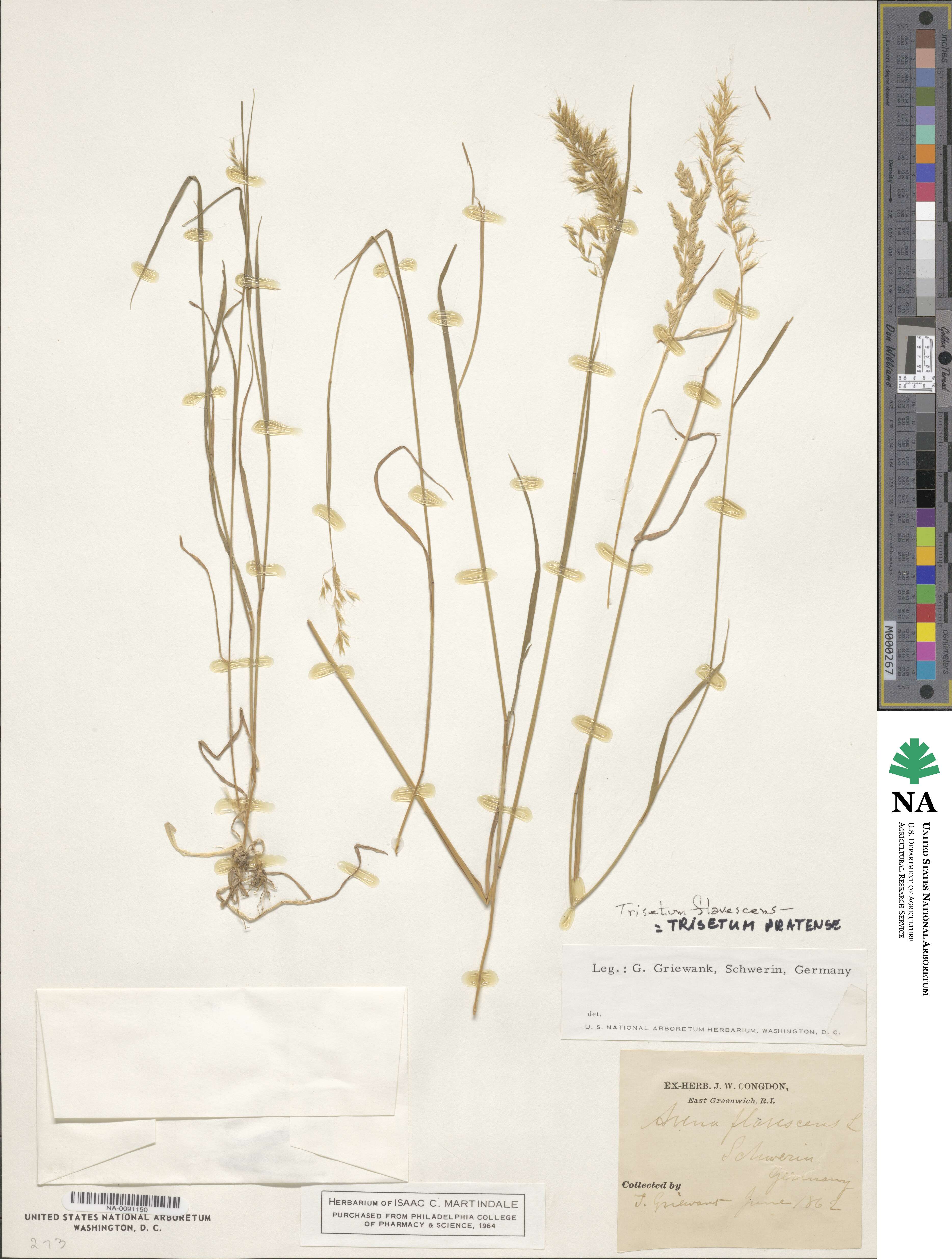 Trisetum flavescens image