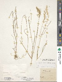 Trisetum flavescens image