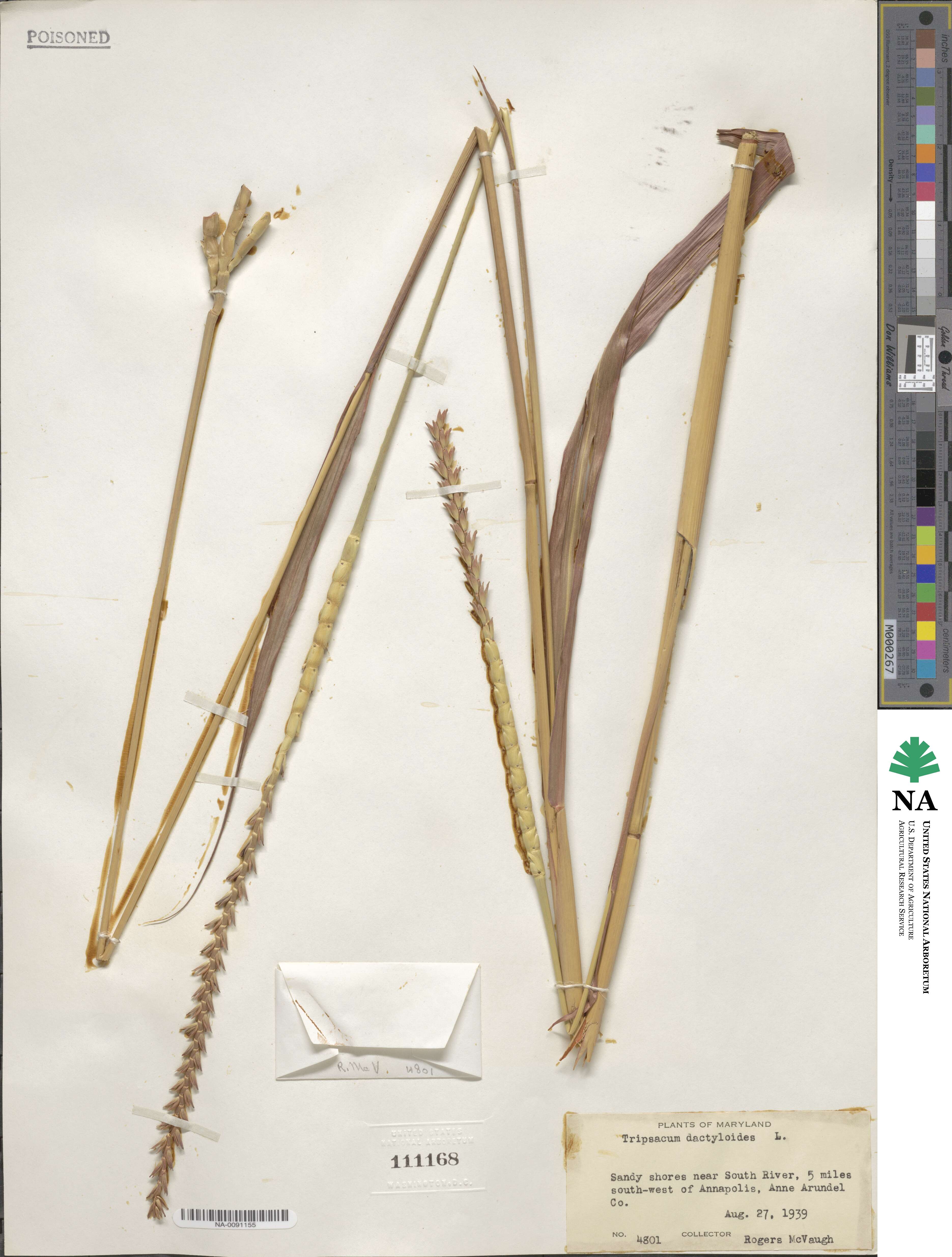 Tripsacum dactyloides image