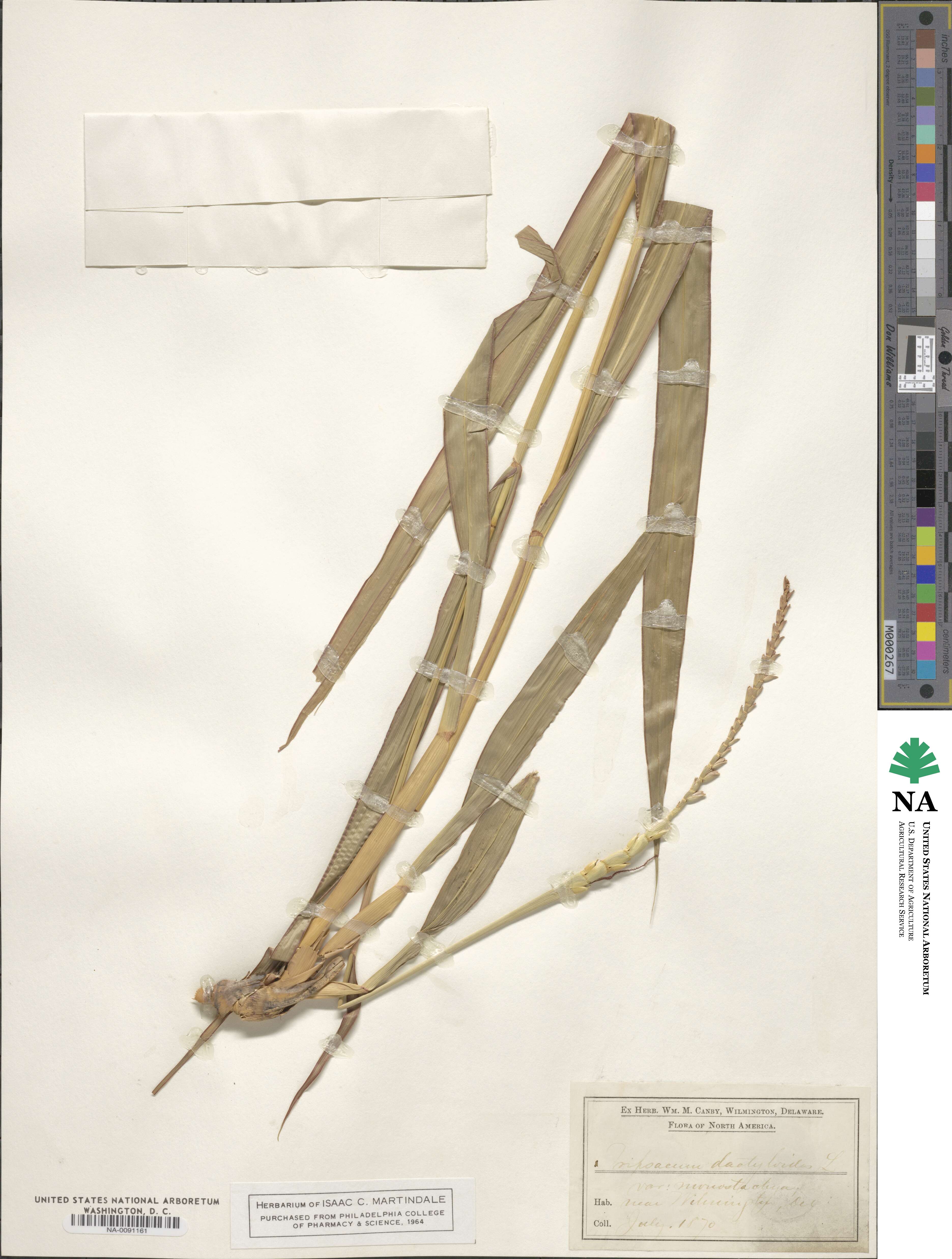 Tripsacum dactyloides image