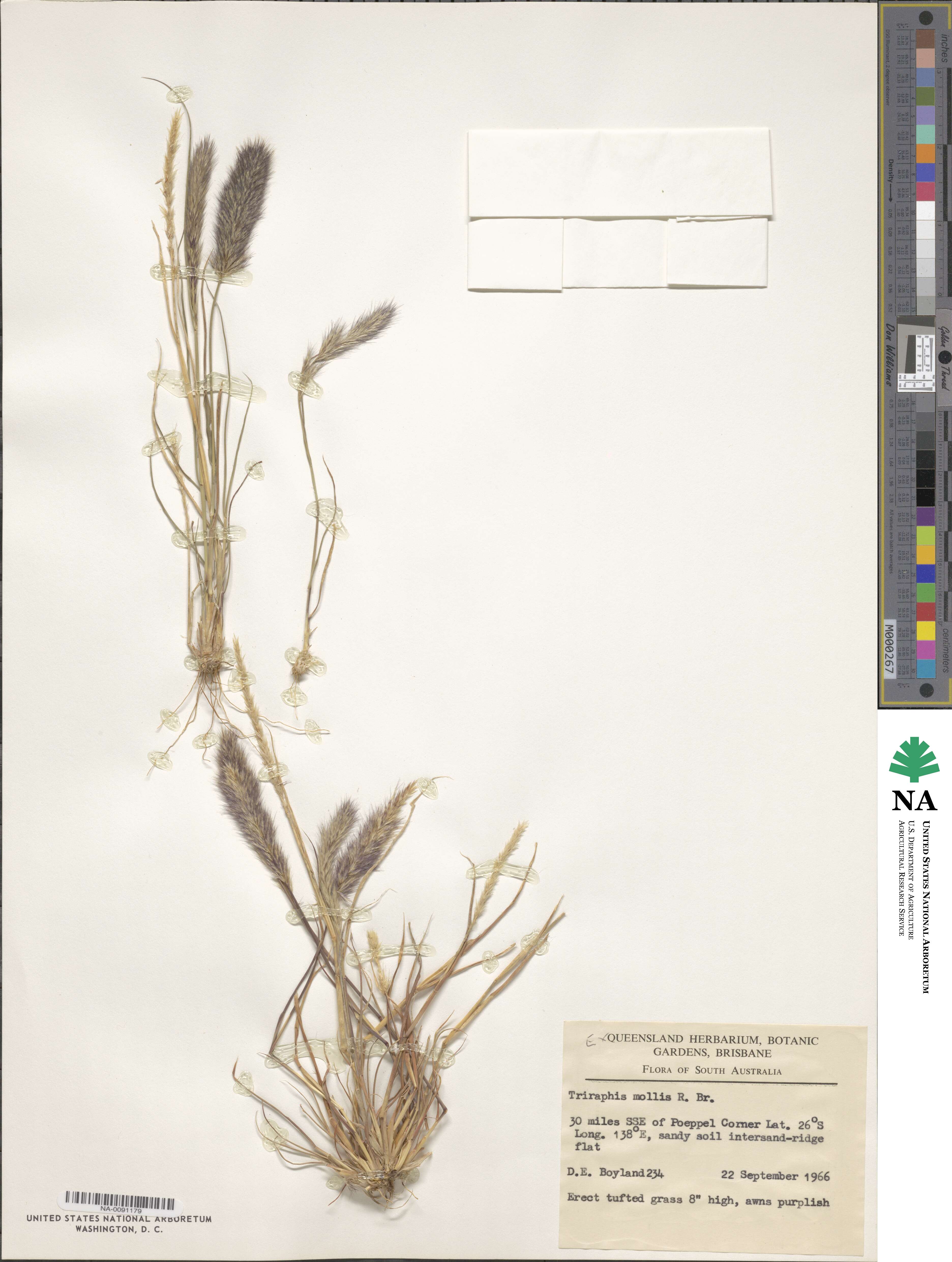 Triraphis mollis image