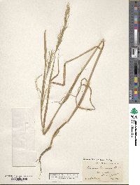 Bromus berteroanus image