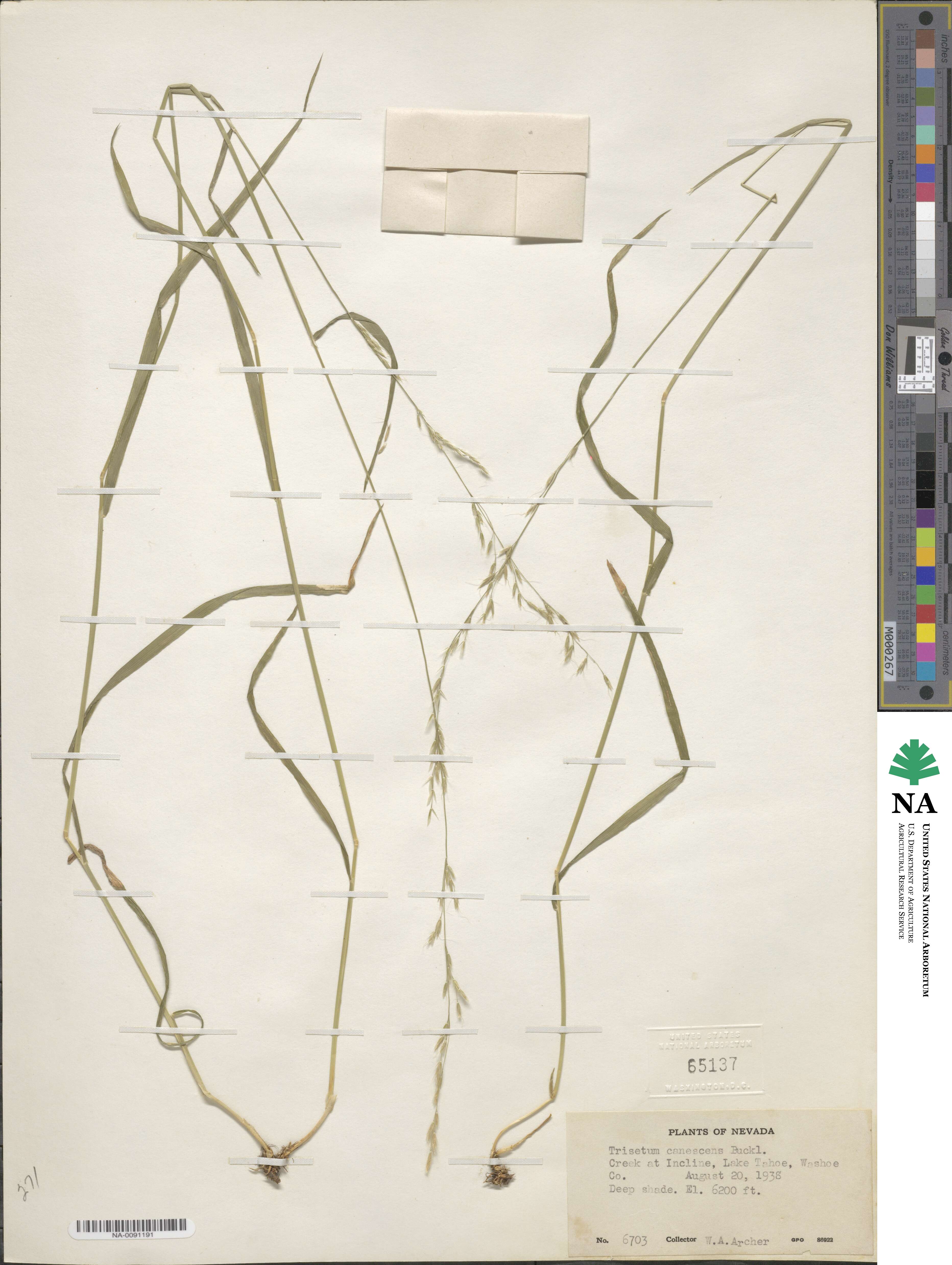 Graphephorum canescens image