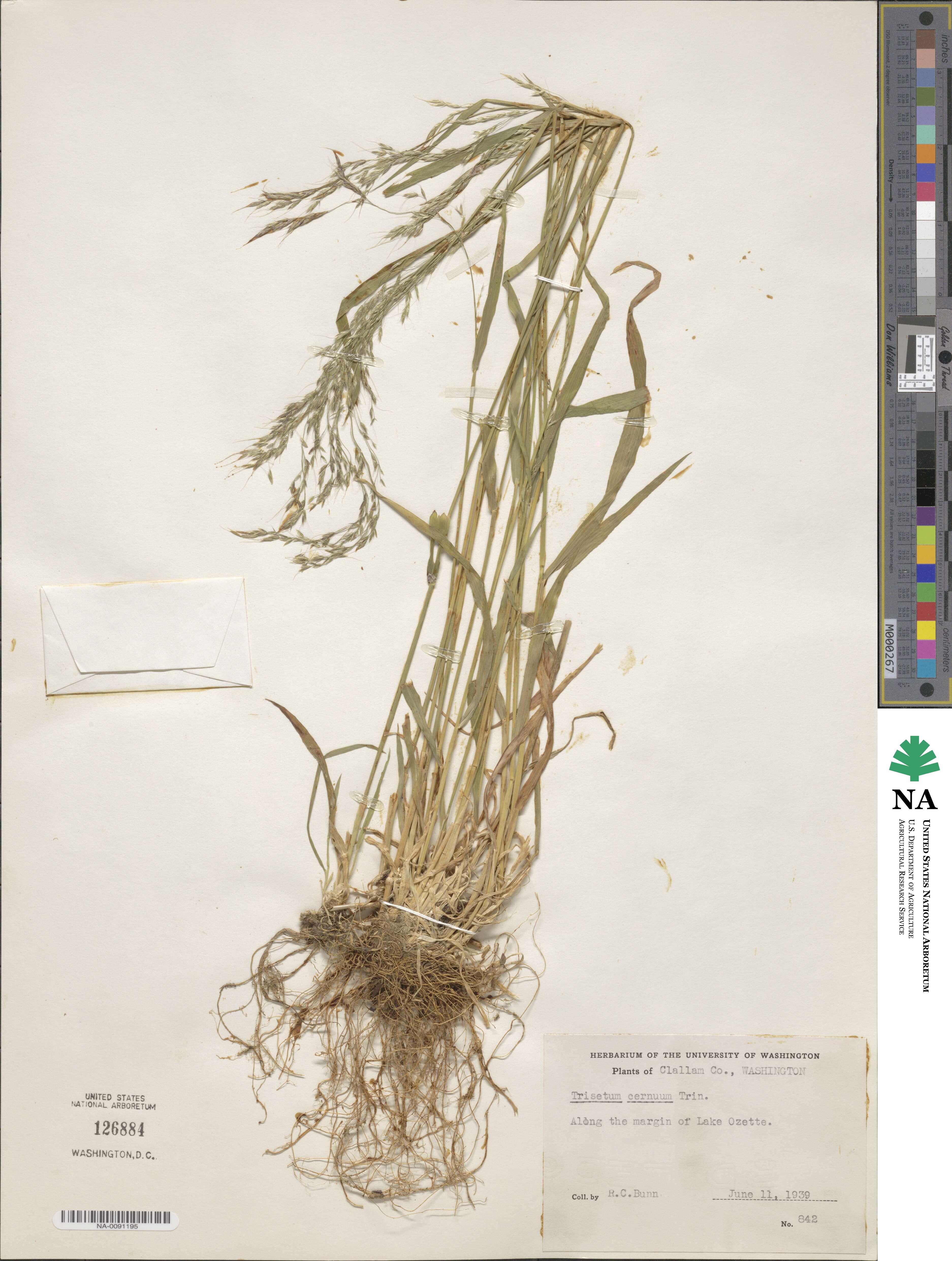 Graphephorum cernuum image