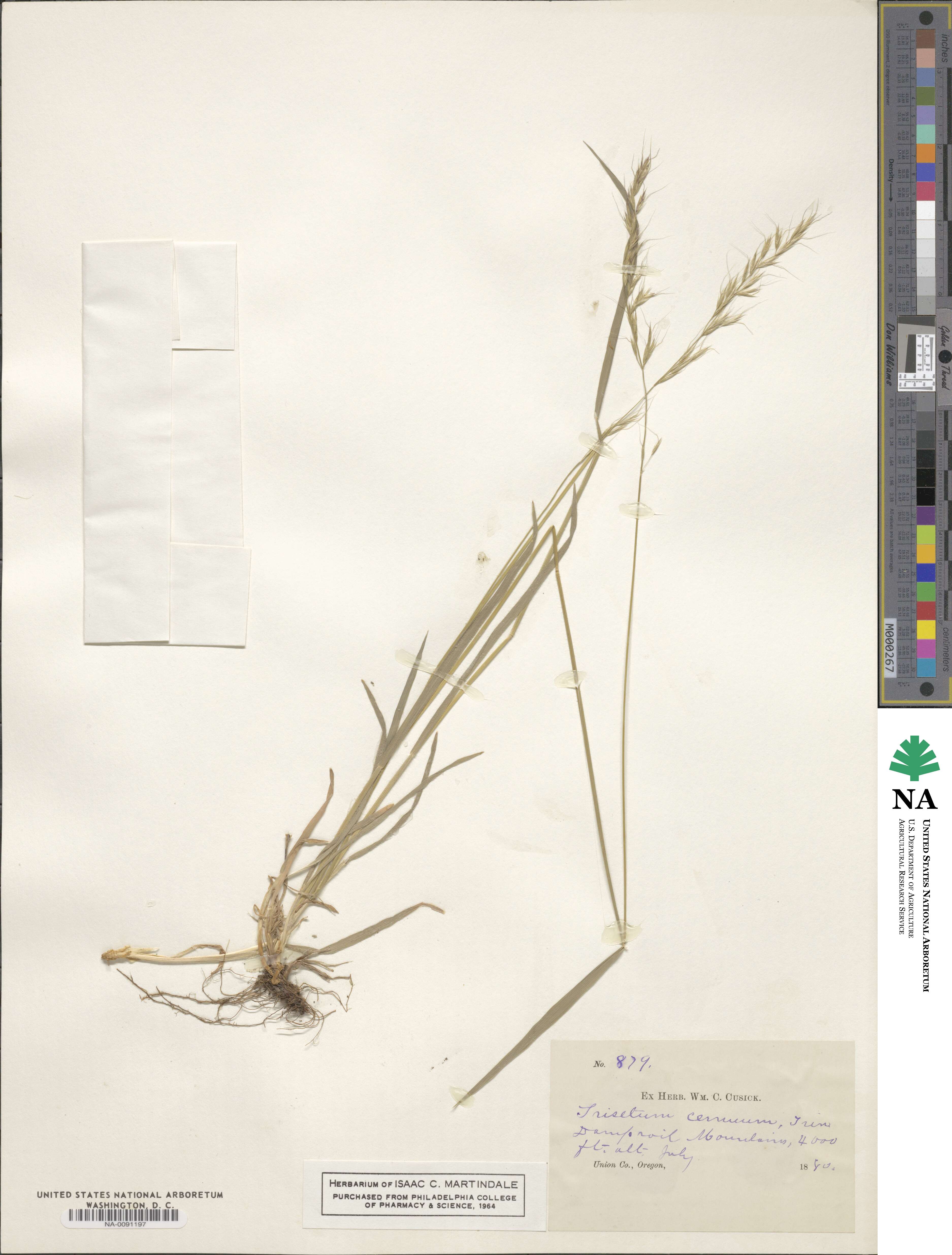 Graphephorum cernuum image