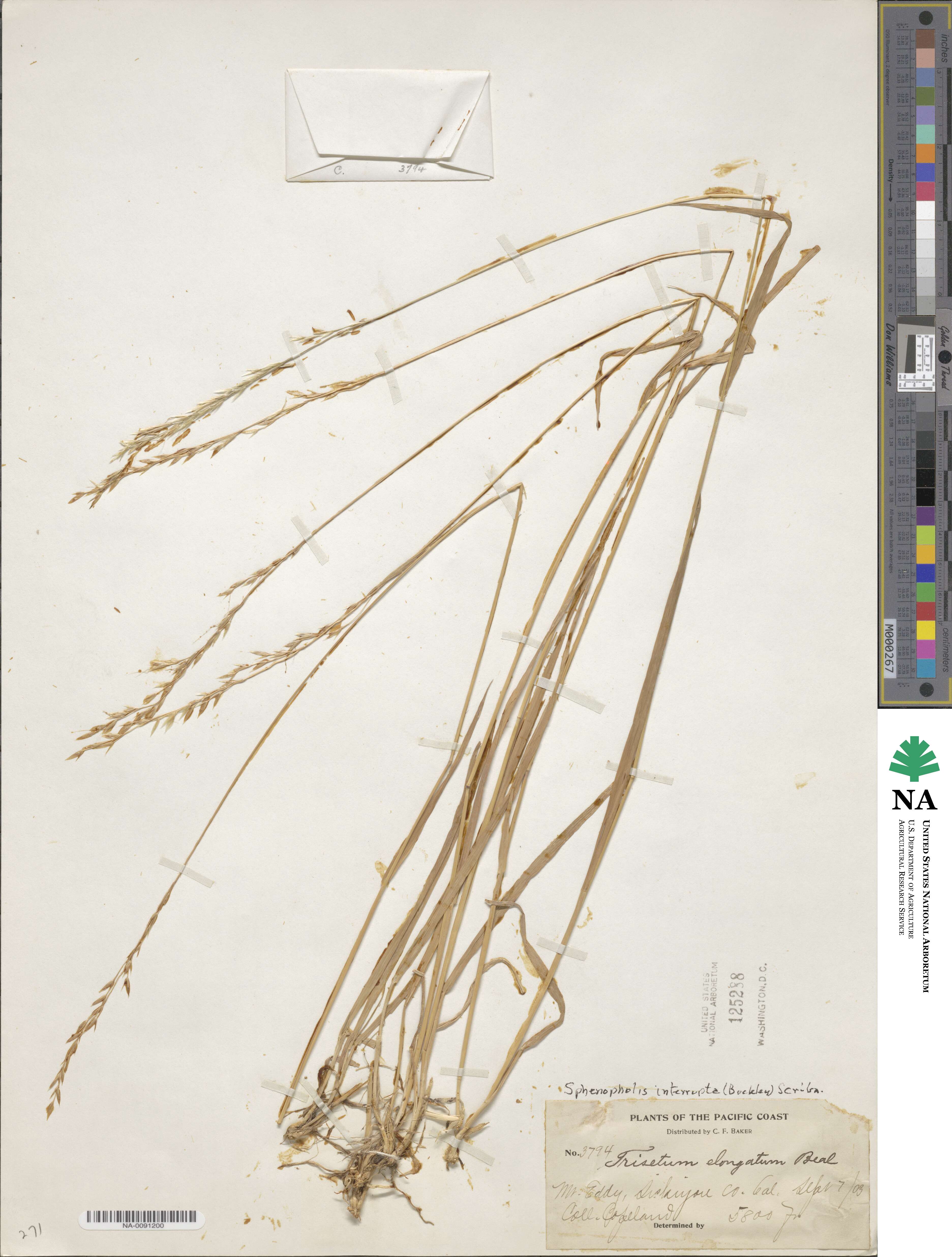 Sphenopholis interrupta image