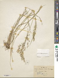 Trisetum flavescens image