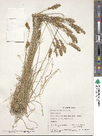 Koeleria spicata image