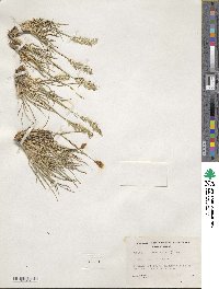 Koeleria spicata image