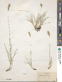 Koeleria spicata image