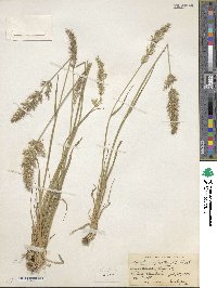 Koeleria spicata image