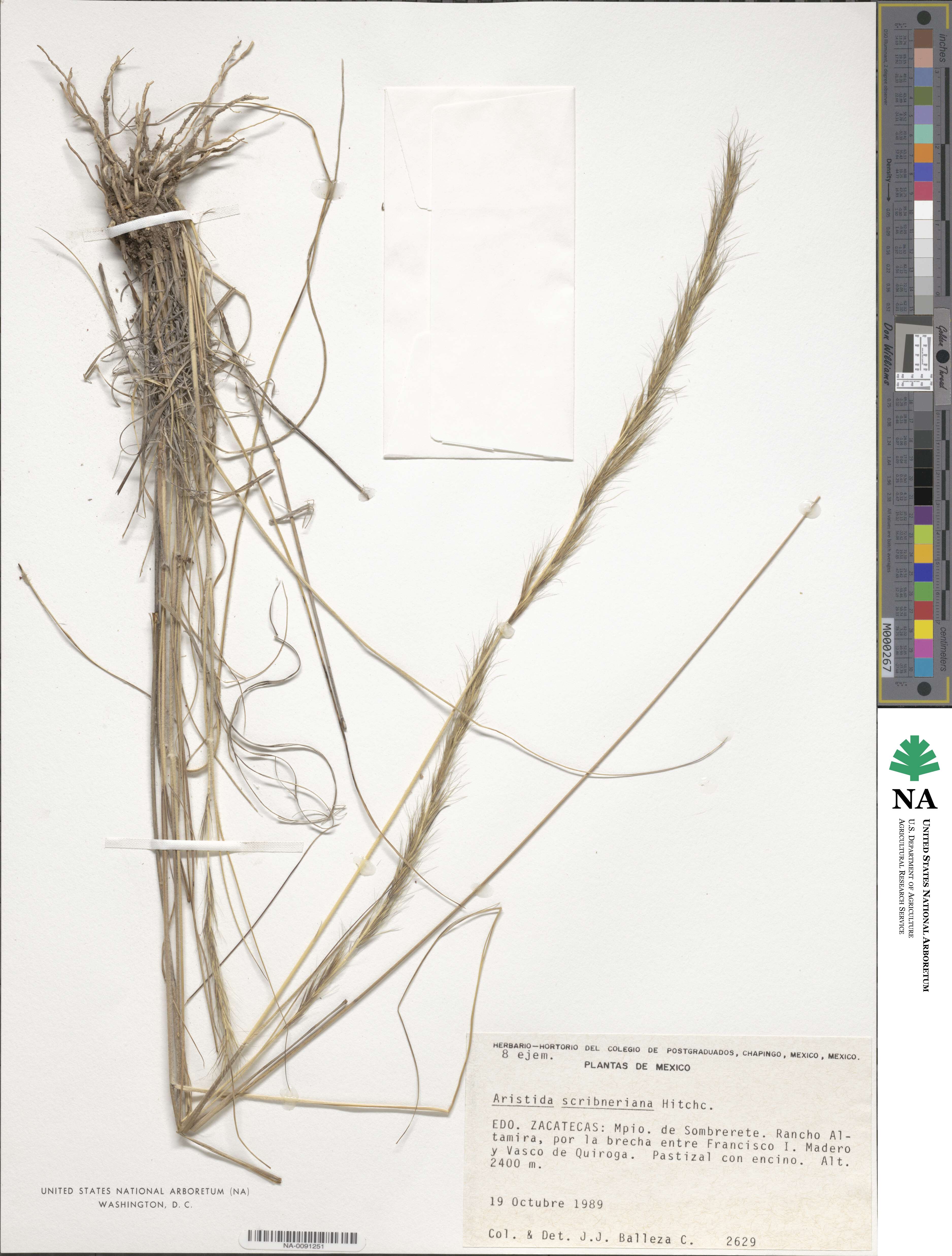Aristida scribneriana image