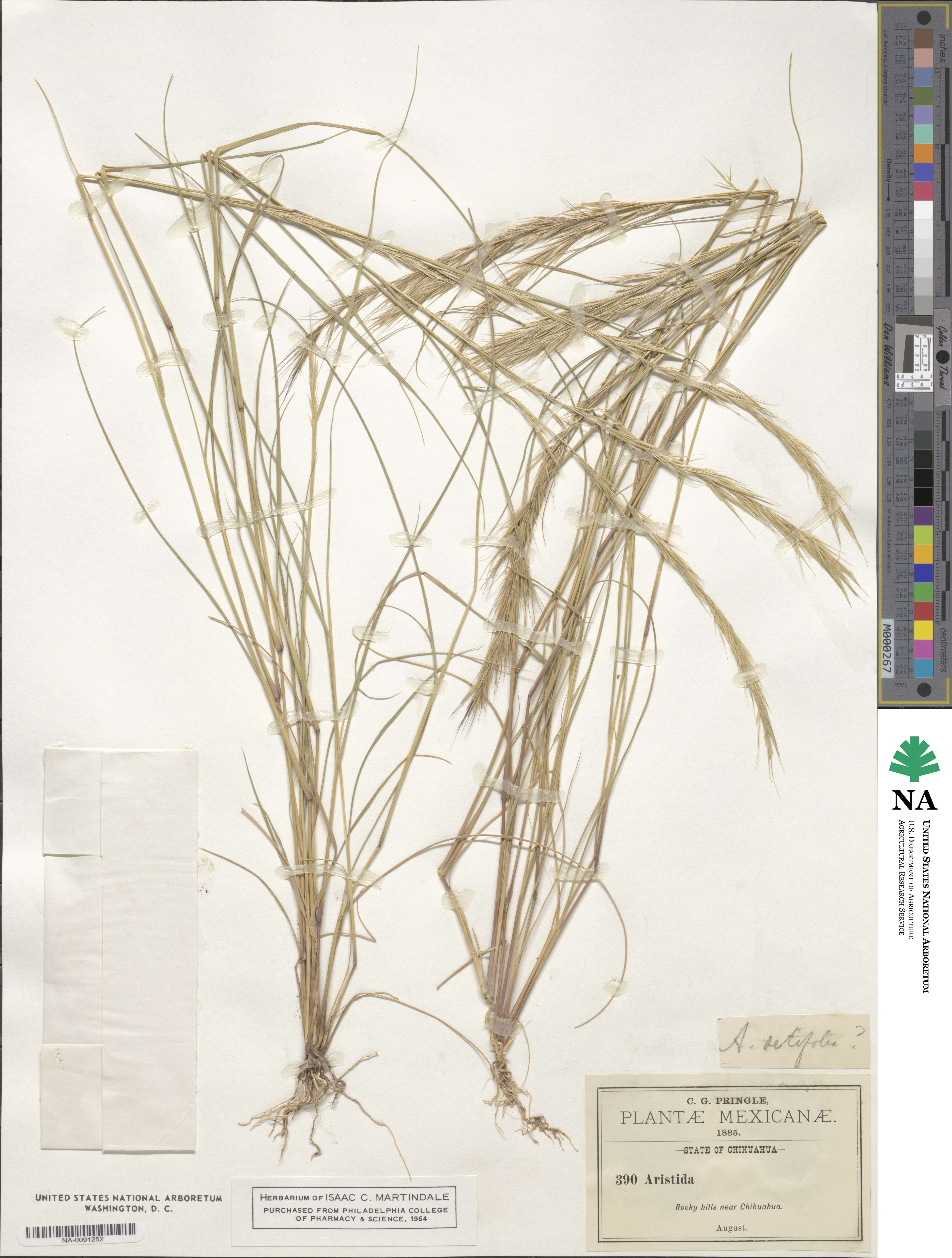 Aristida setifolia image