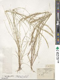 Aristida setifolia image