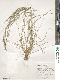 Aristida adscensionis image