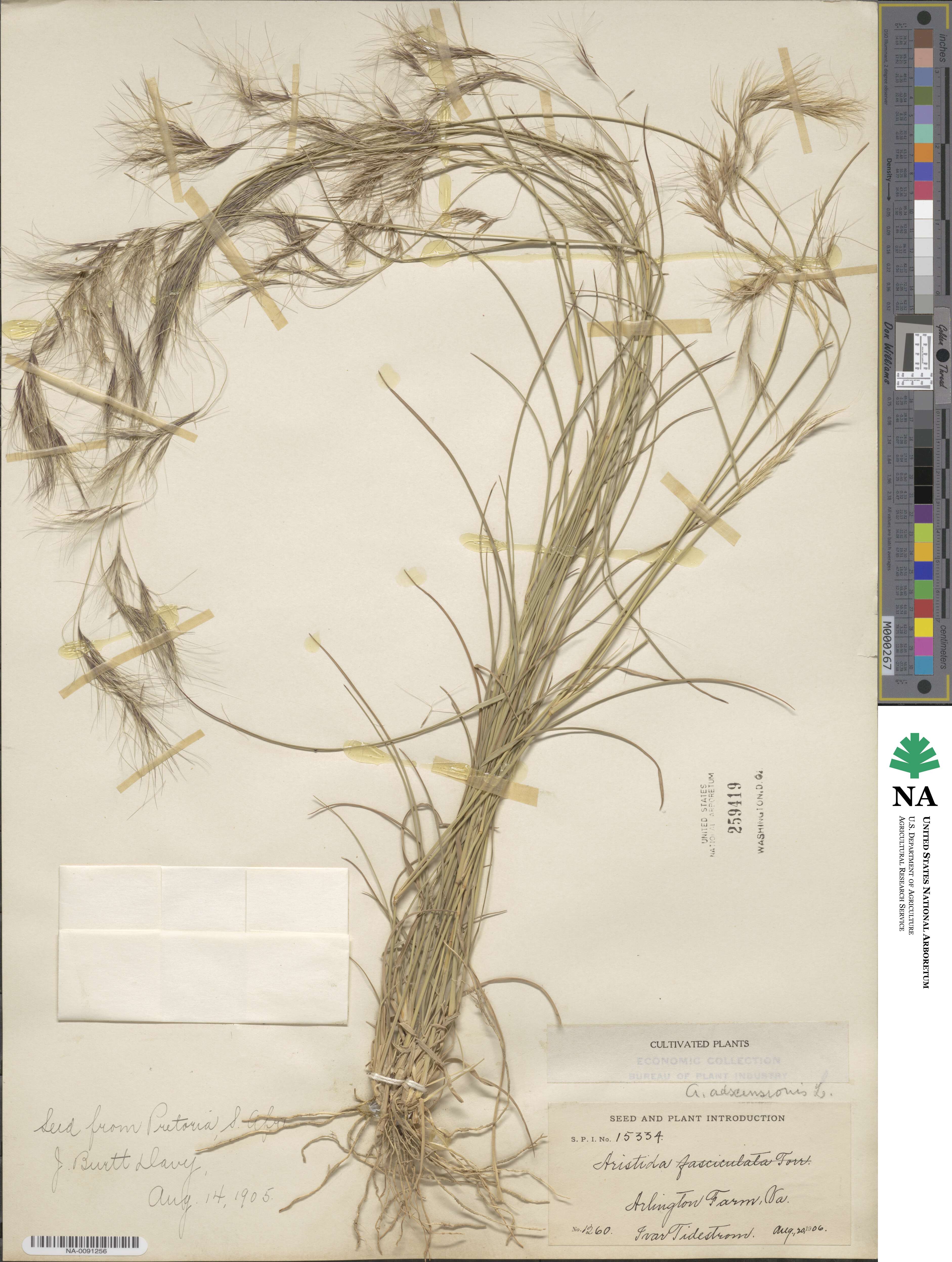 Aristida adscensionis image