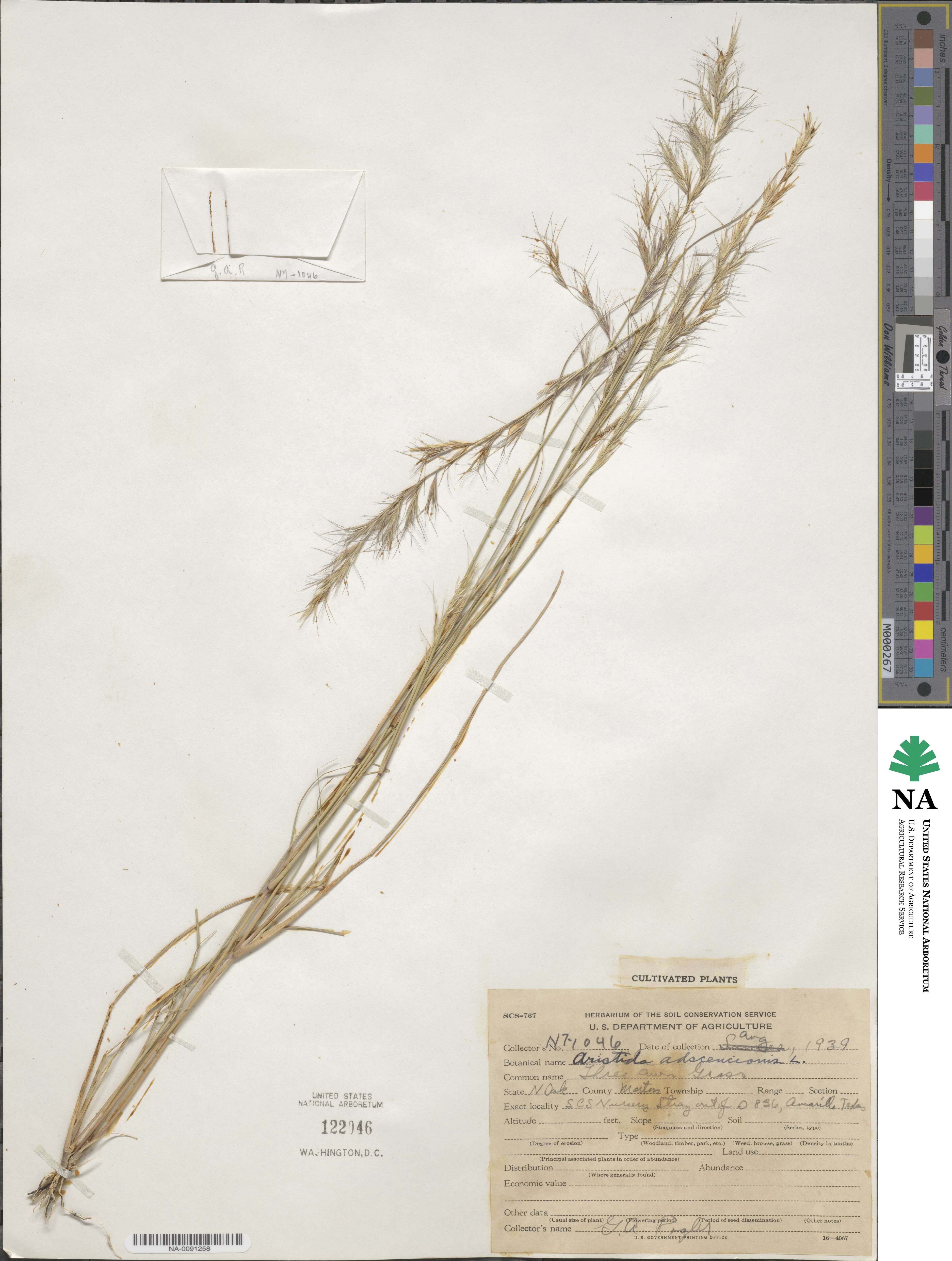 Aristida adscensionis image