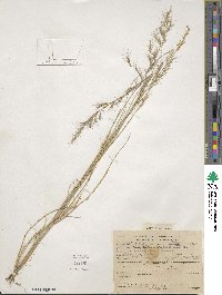 Aristida adscensionis image