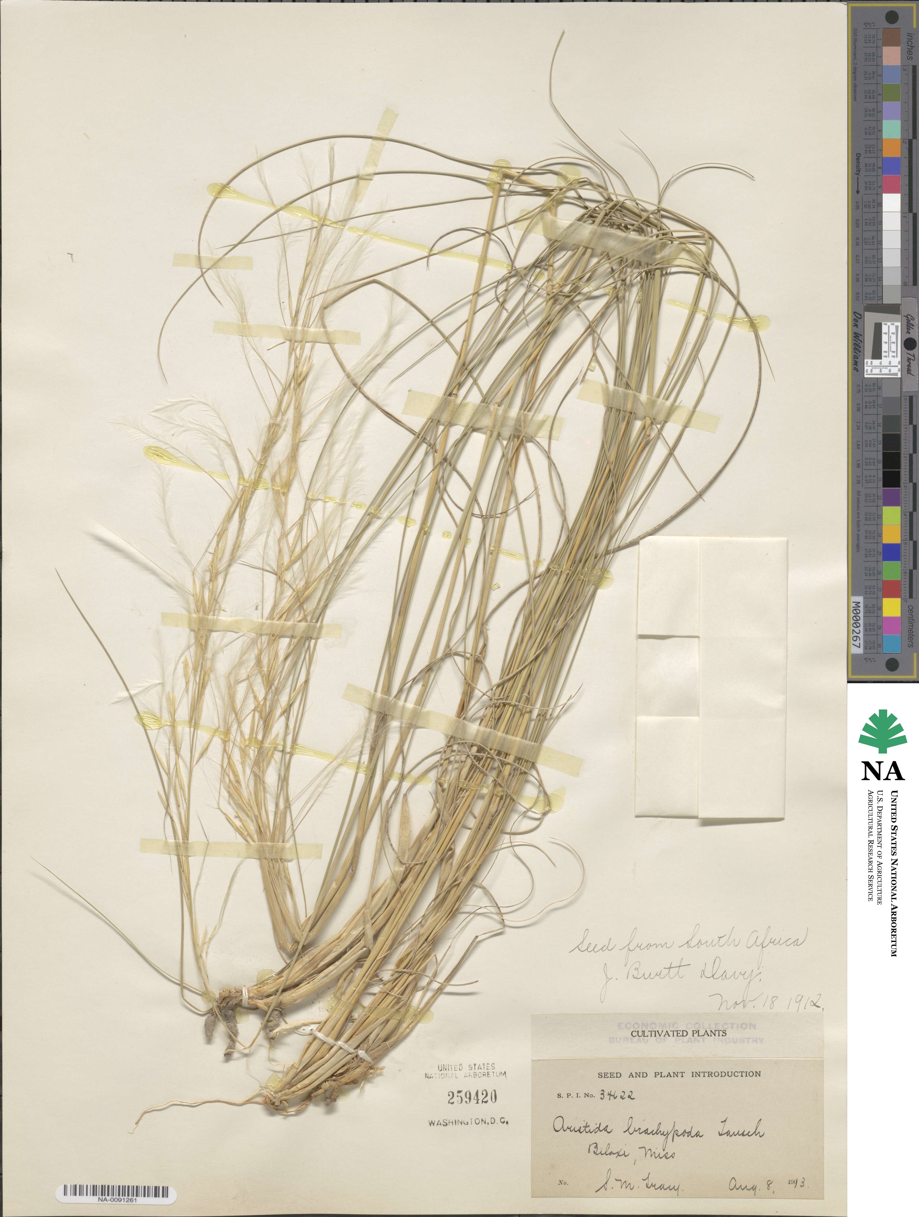 Aristida barbicollis image