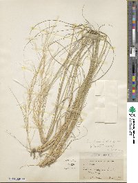 Aristida barbicollis image