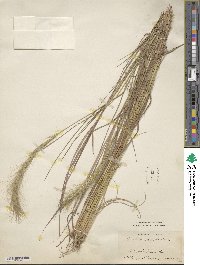 Image of Aristida congesta