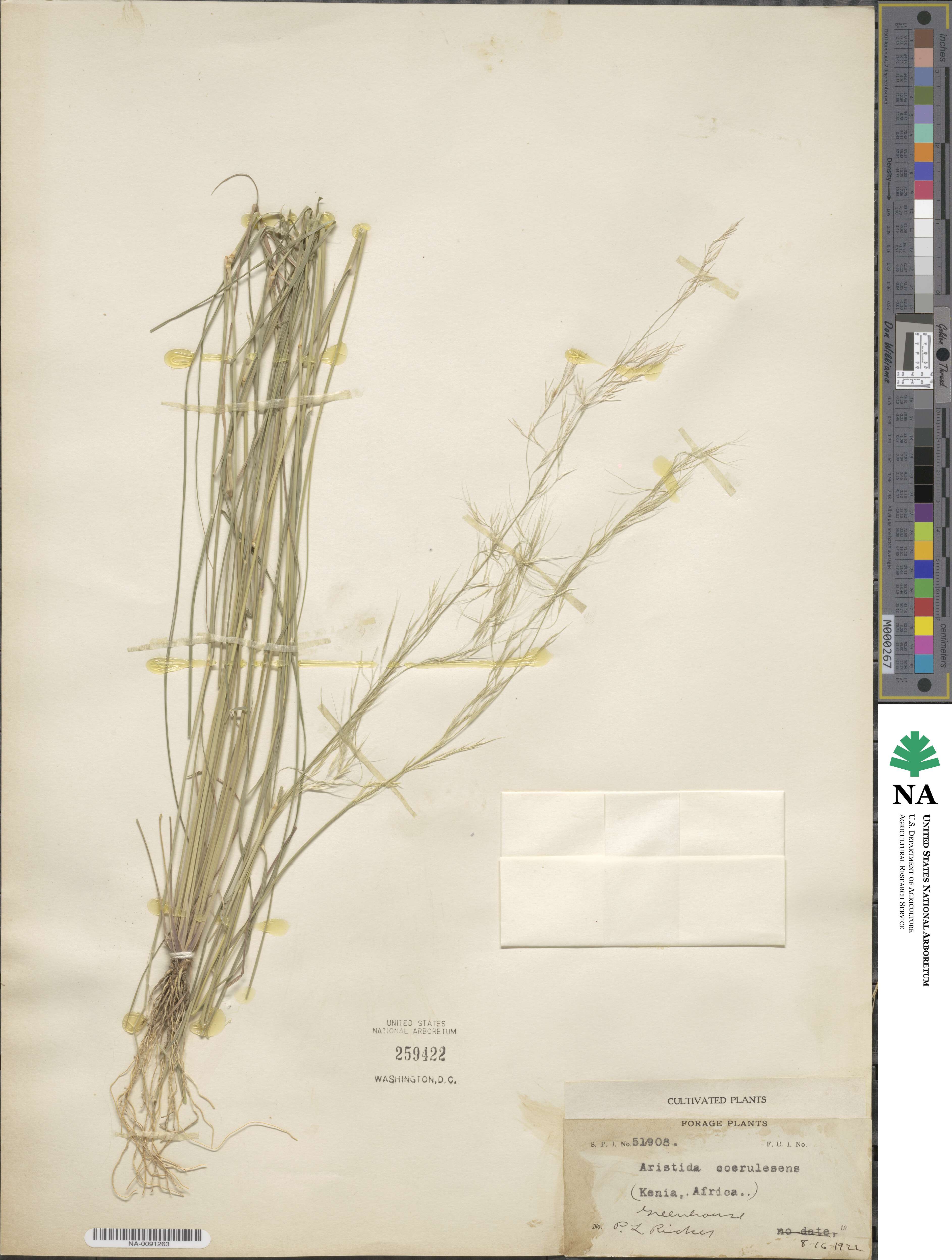 Aristida coerulescens image