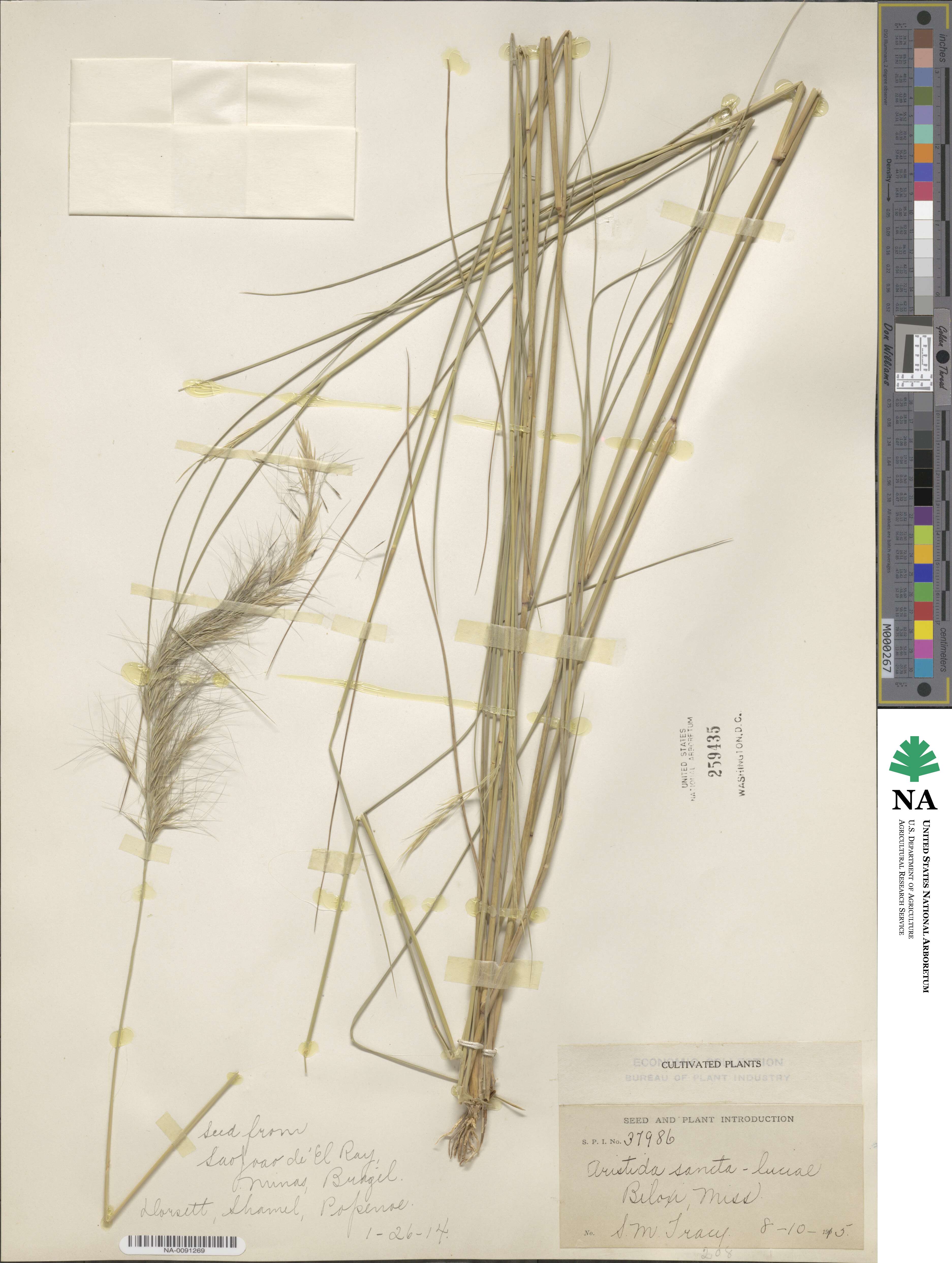 Aristida sanctae-luciae image