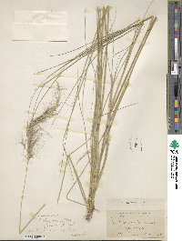 Aristida sanctae-luciae image