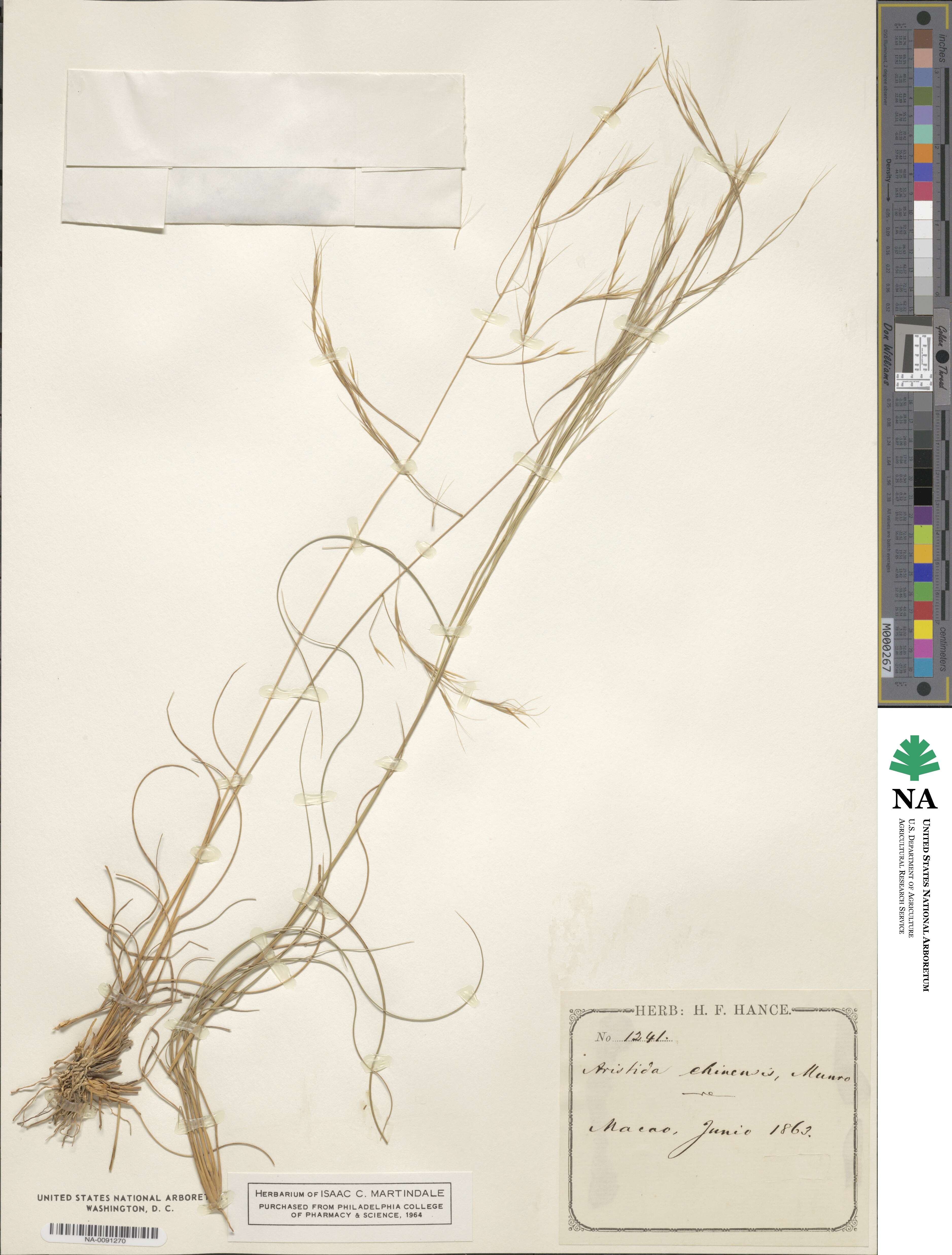 Aristida chinensis image