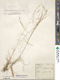 Aristida chinensis image