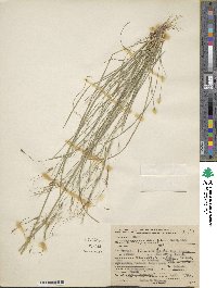 Piptochaetium avenaceum image