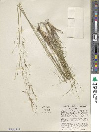 Piptochaetium avenaceum image