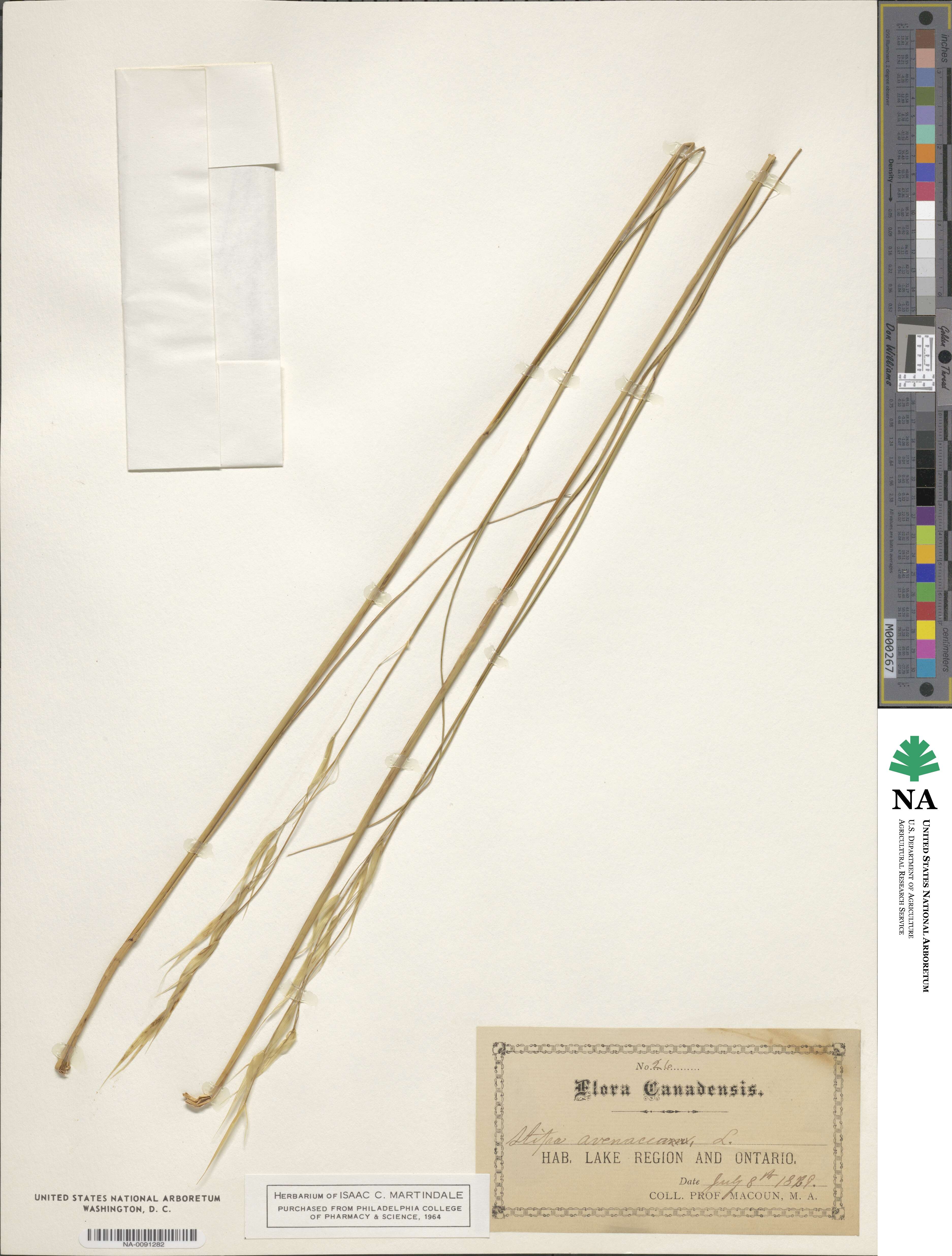 Piptochaetium avenaceum image