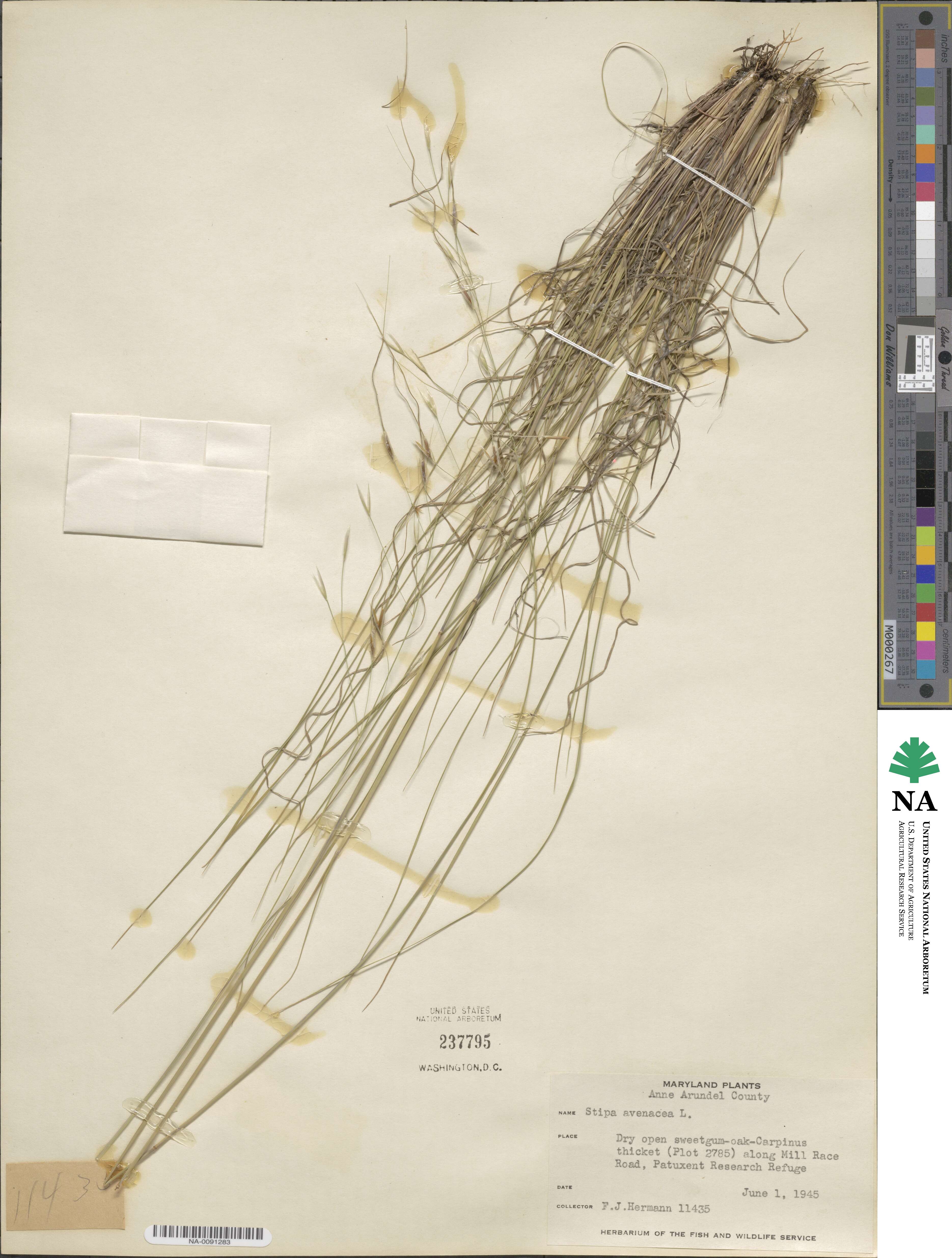 Piptochaetium avenaceum image