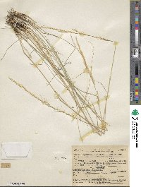 Eriocoma occidentalis image