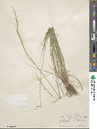 Eriocoma occidentalis subsp. californica image