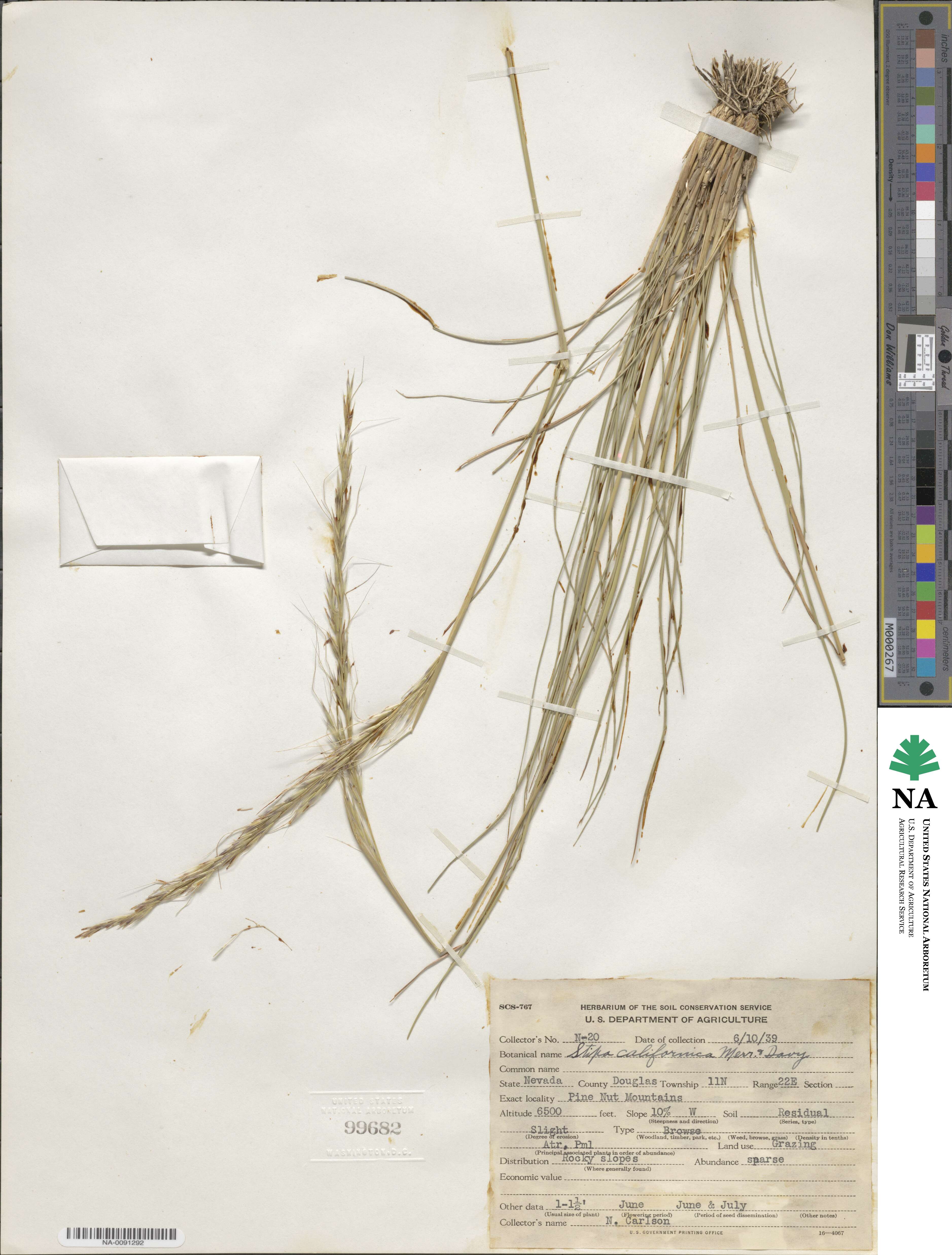 Eriocoma occidentalis subsp. californica image
